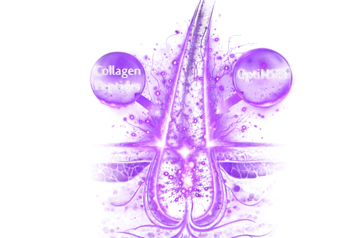 Colágeno y OptiMSM en el folículo